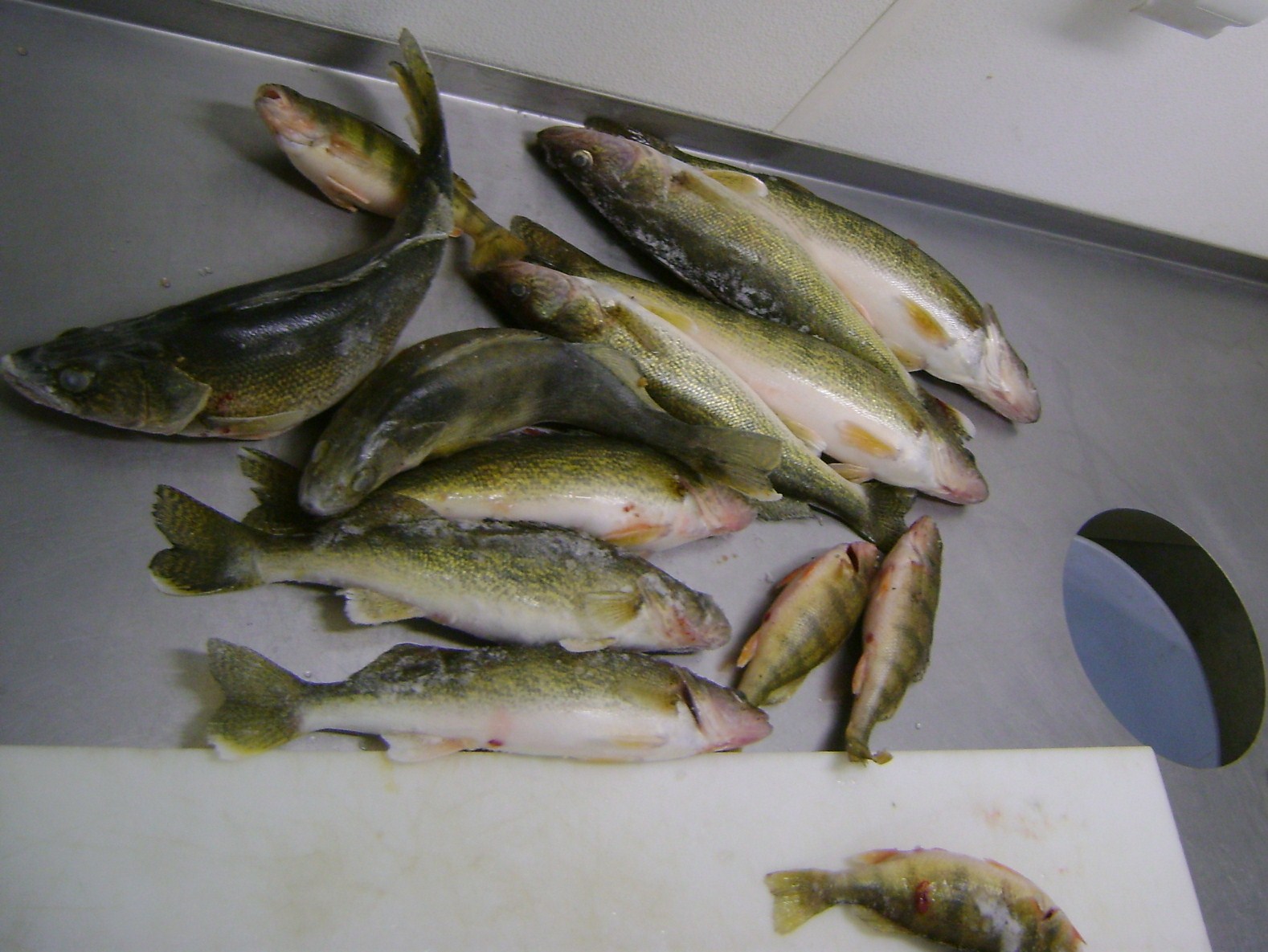 [perch+express+day+2+012.JPG]