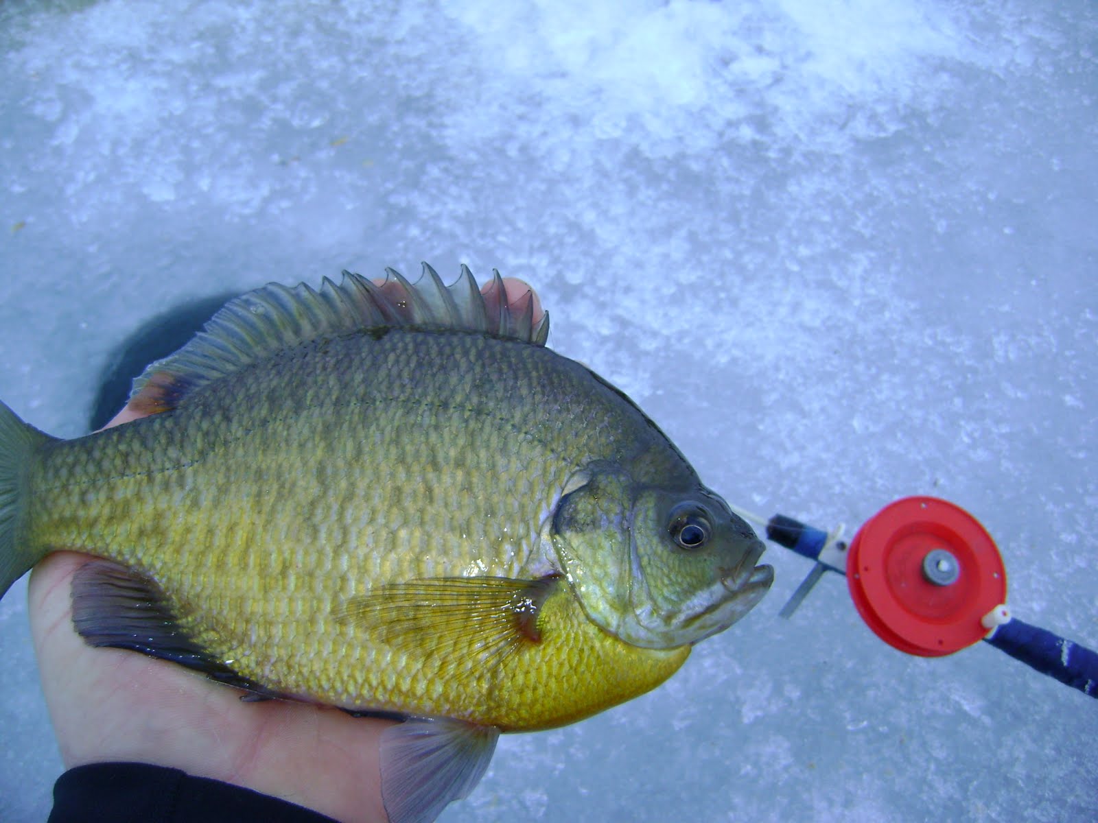 [Graham+Fishing+Trip+055.JPG]