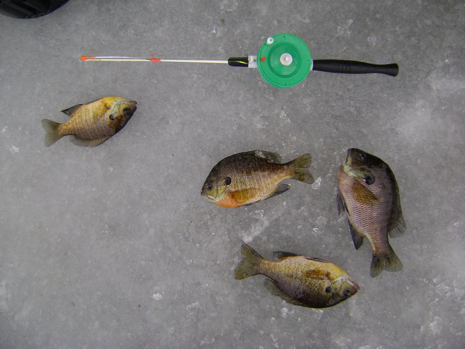 [ice+fishin+003.JPG]