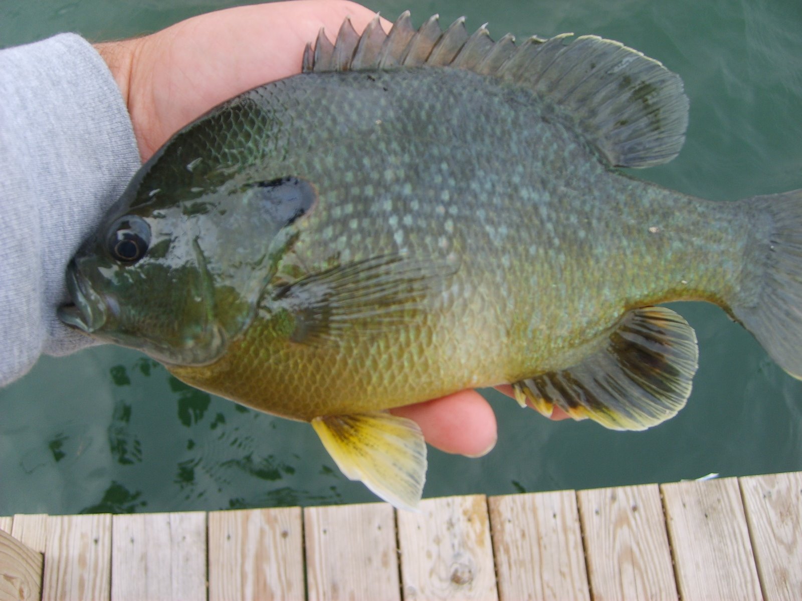 [herman+brothers+fishing+027.JPG]