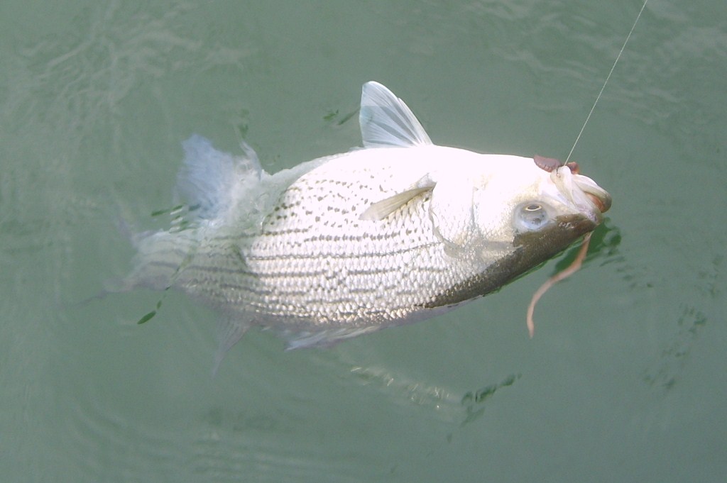 [herman+brothers+fishing+022.JPG]