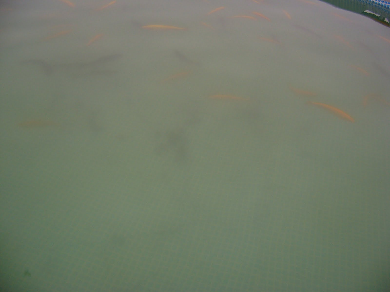 [fish+stocking+036.JPG]