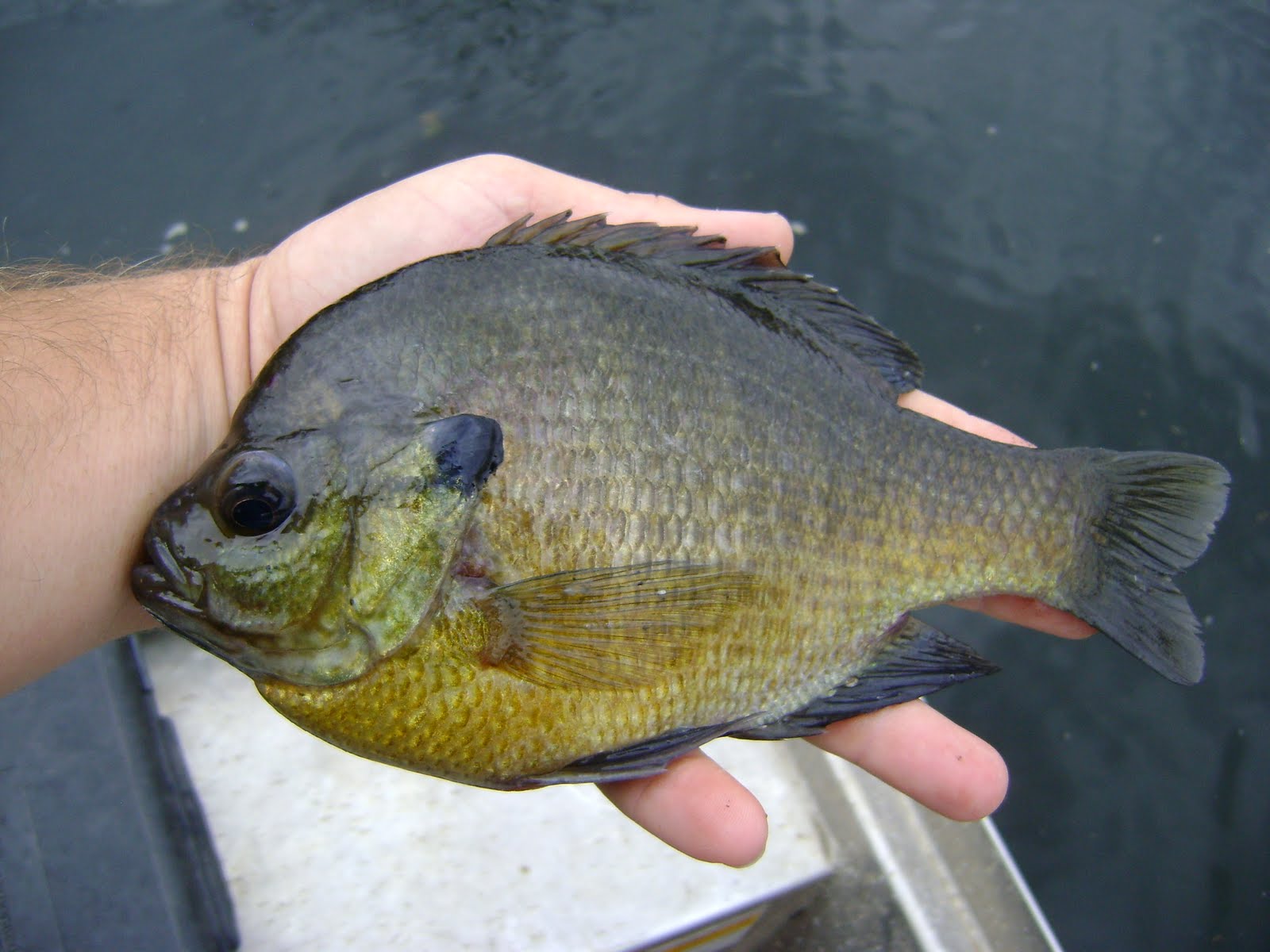 [obrien+big+bluegill+005.JPG]