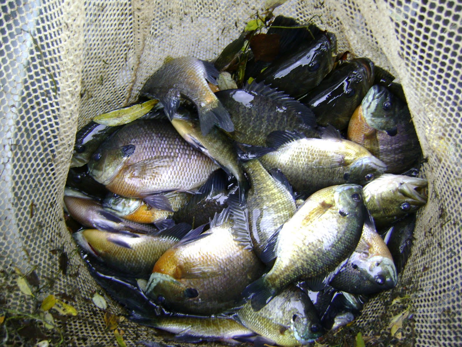 [obrien+big+bluegill+009.JPG]