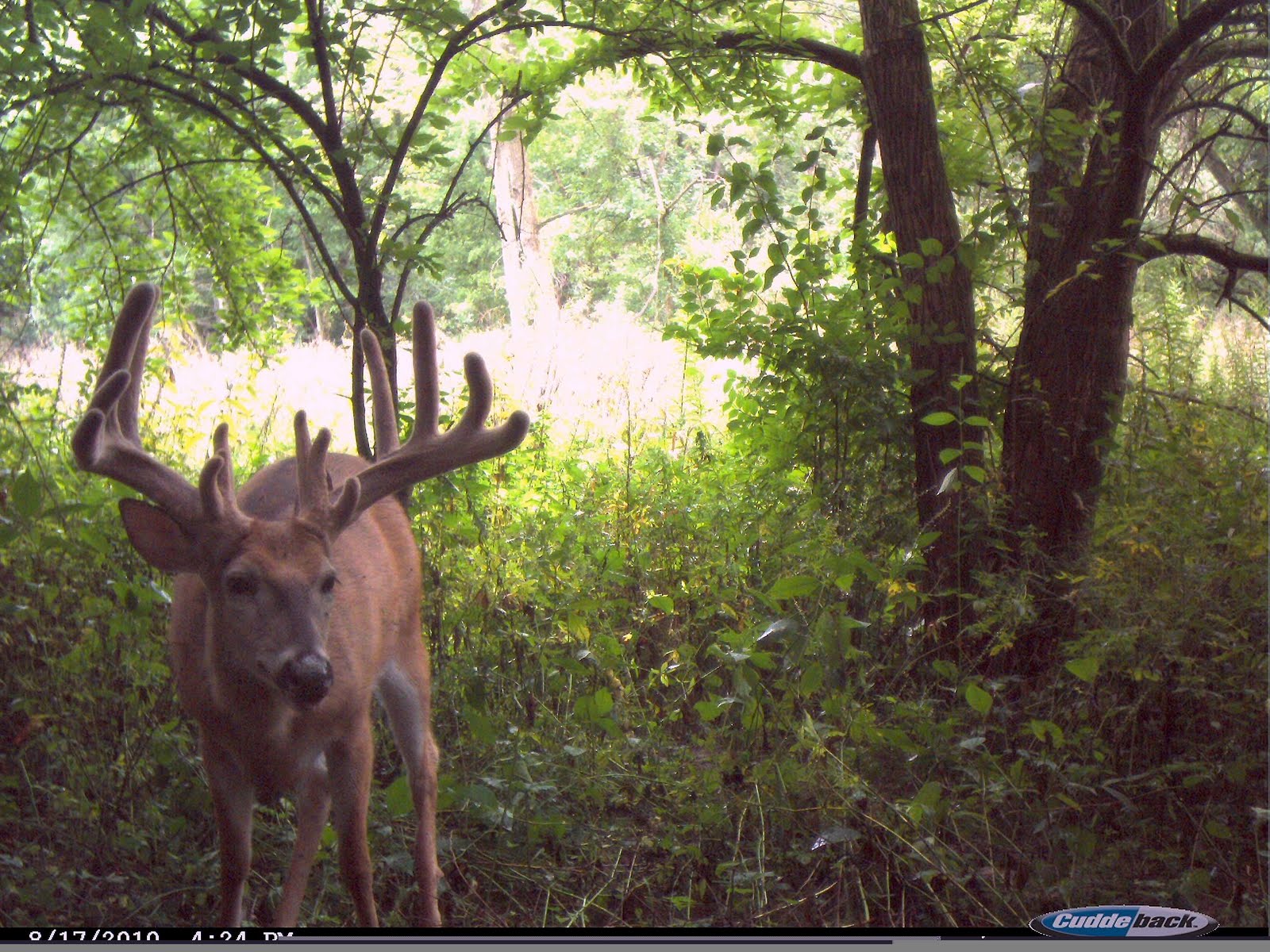 Herman Brothers Blog: Deer Trail Camera Whitetail Buck 