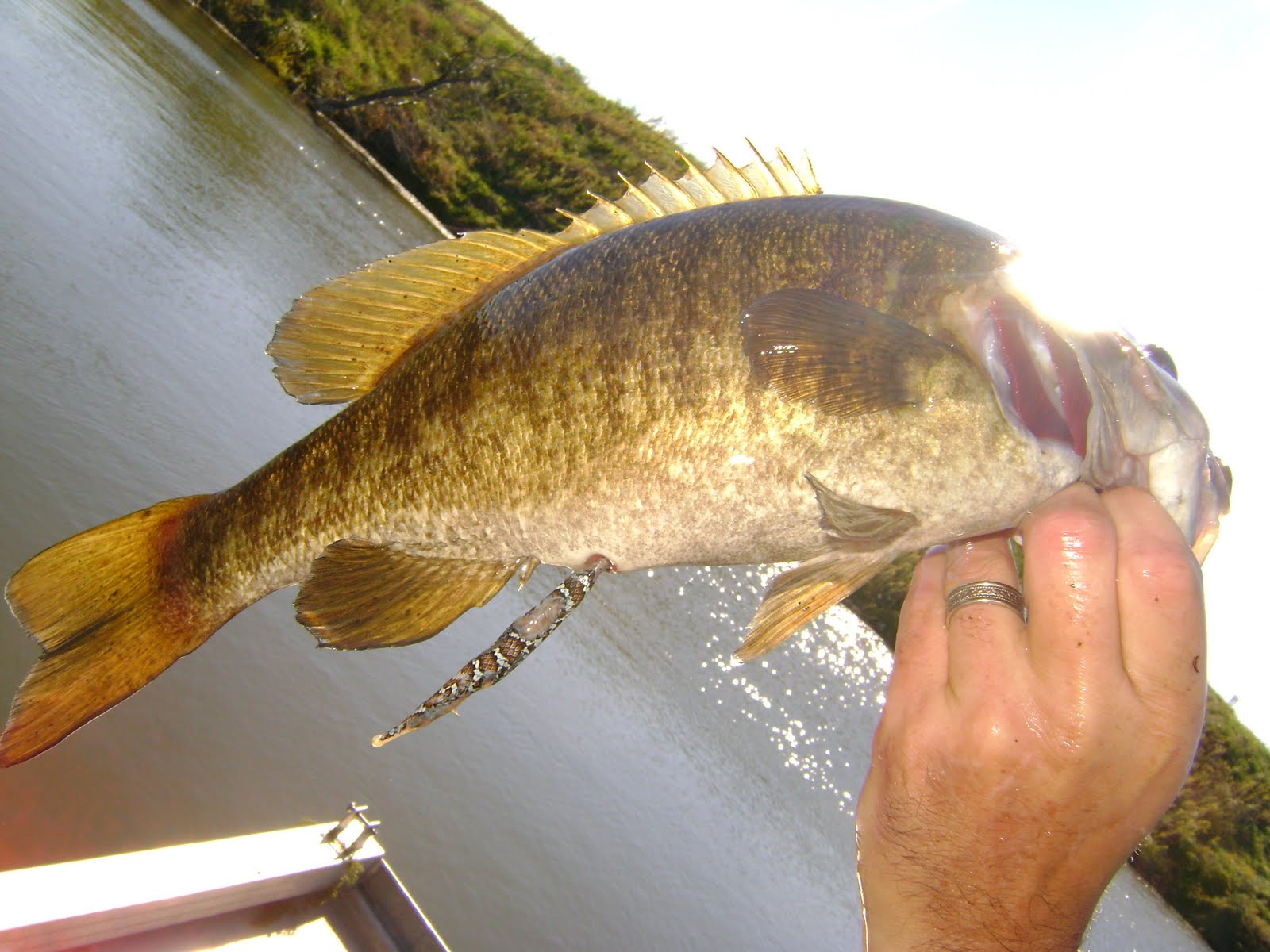 Herman Brothers Blog Smallmouth Bass Eats a Snake
