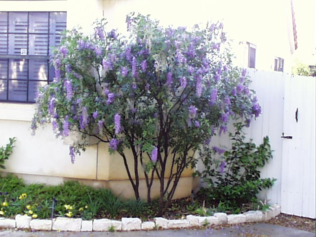 The Latest Dirt From My Garden Texas Mountain Laurel Mescal Bean The Gray To Black Somewhat Constricted Seedpods Contain