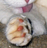 kitty paws #5