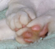 kitty paws series #10