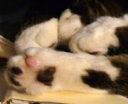 kitty paws series #12