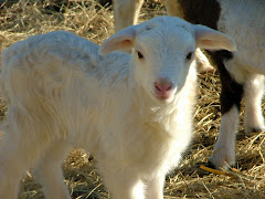 I Love Lambs