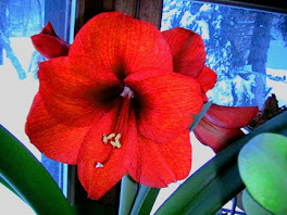 Red Amaryllis Brightens Day