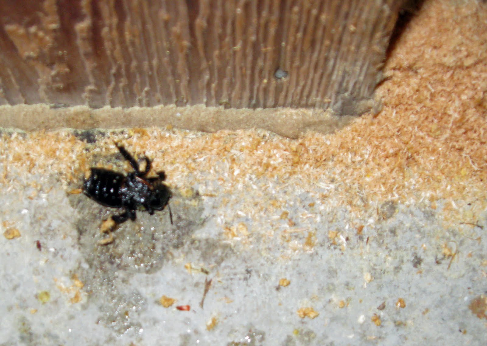 Termite Bites Termite Evidence Sawdust