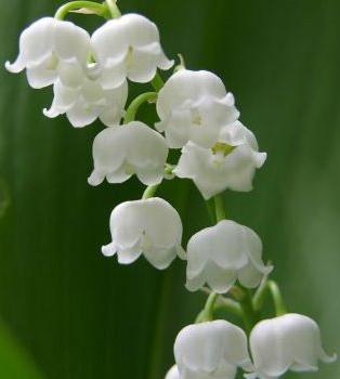 [İNCİCİCEGİ.JPG]