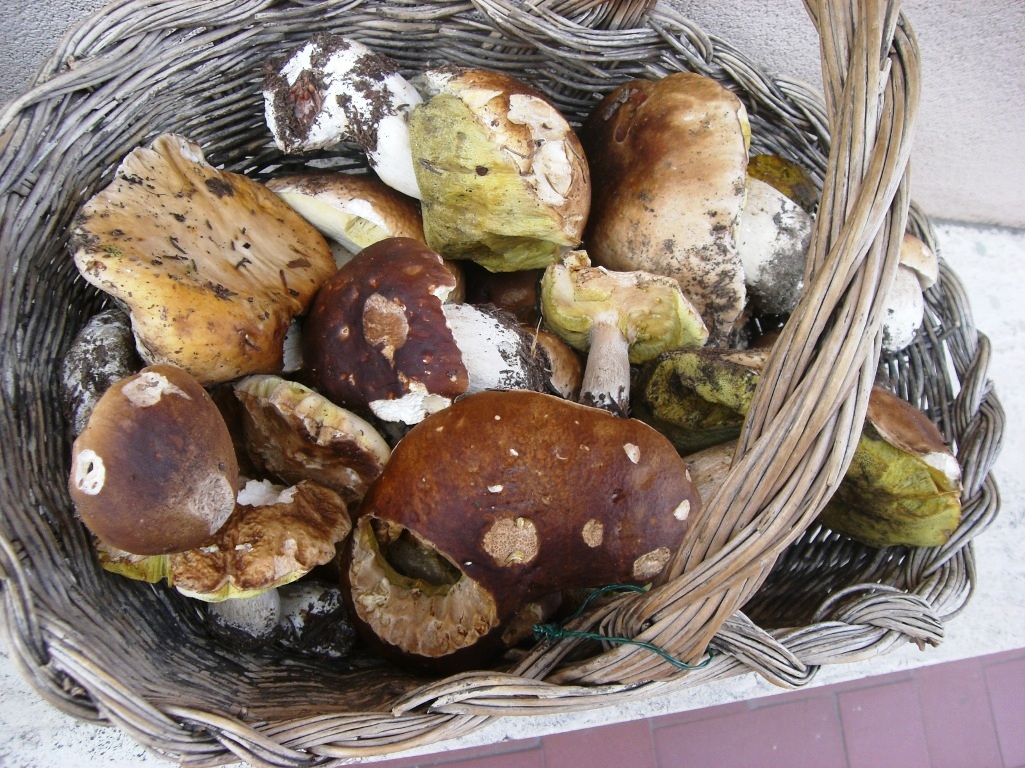 Funghi in Toscana I Porcini 2°