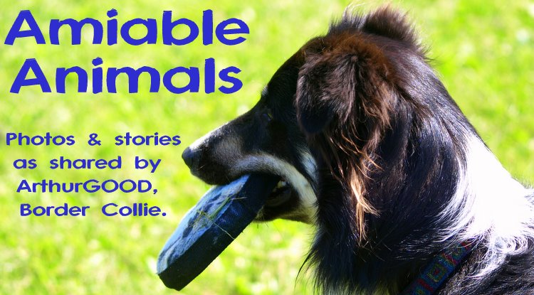 Amiable Animals