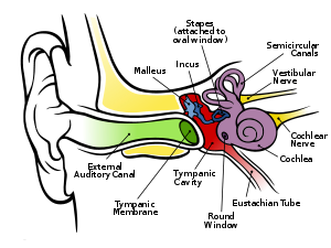[300px-Anatomy_of_the_Human_Ear.svg.png]