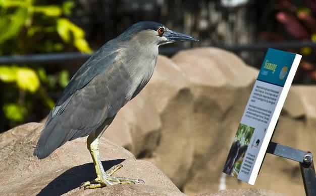 [oiseau+qui+lit.jpg]