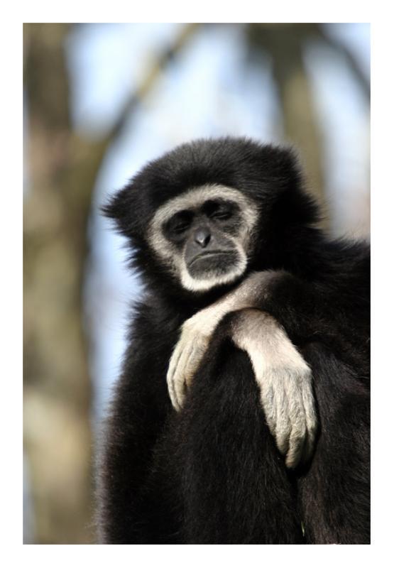 [Gibbon+a+mains+blanche.jpg]