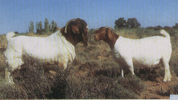 SOUTH AFRICA BOER