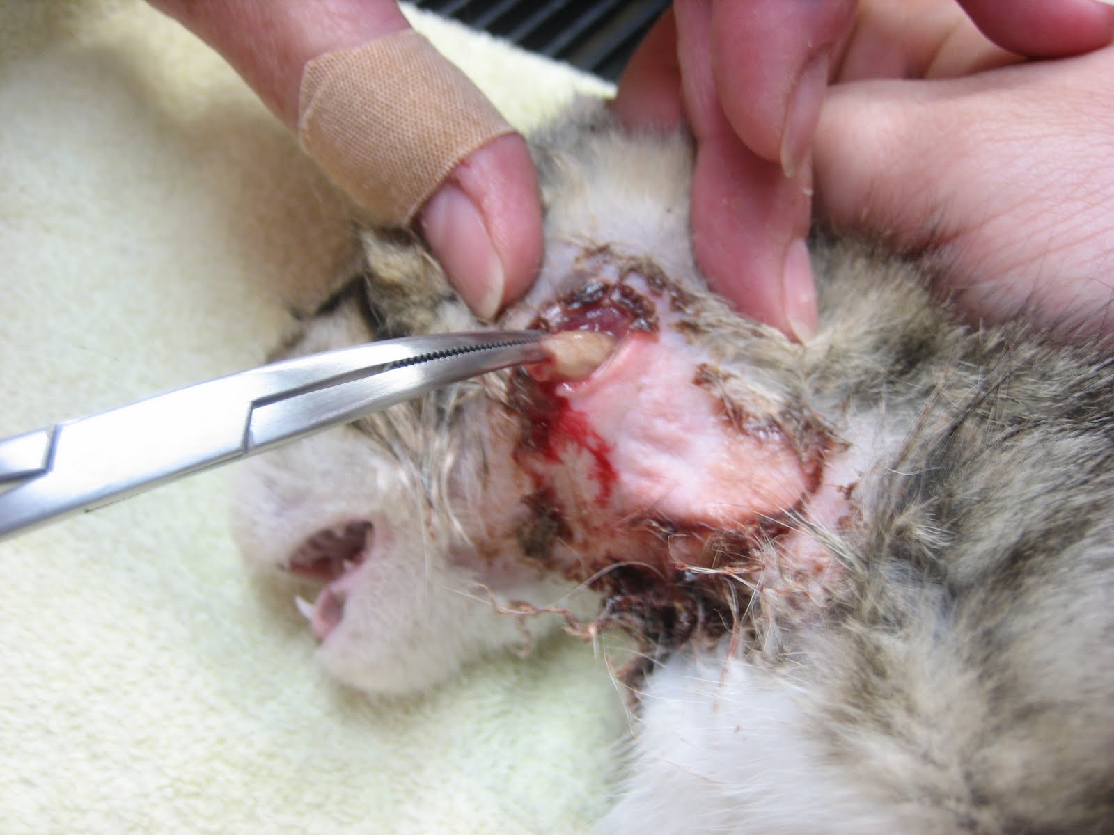 anus my cats Hole near