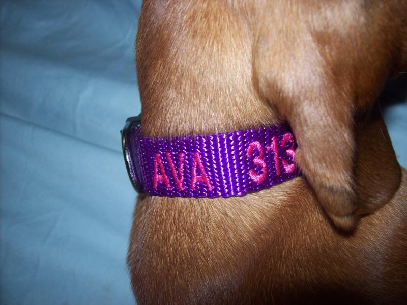 SafeTPet Dog Collar Review The Nutritionist Reviews