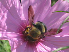 cosmos avec bee