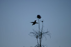 hummingbird sillouette