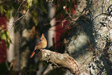 mrs. cardinal