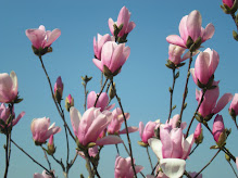 anne magnolia