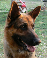 GUS