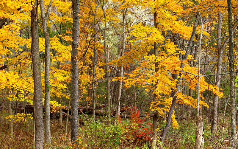 Discover Beautiful Cities of the World Autumn in the Michigan [USA]