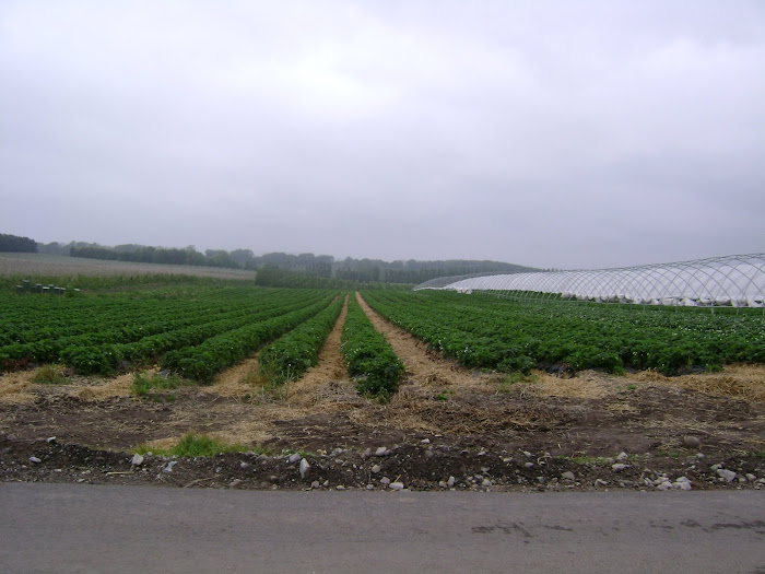 Strawberry farm in Denmark