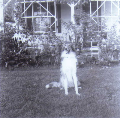 Lassie in California - circa 1954