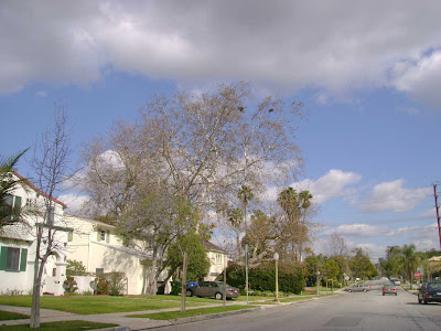 Rancho Park Bird's Nests