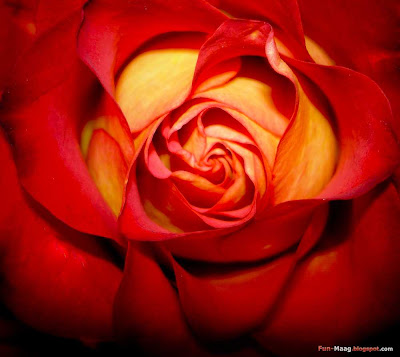 roses computer wallpaper. Download free desktop wallpaper - flower picture, red rose