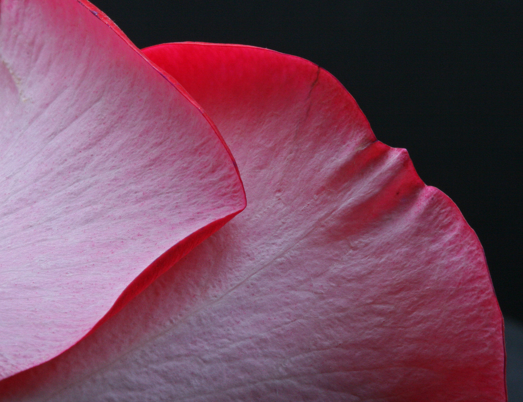 Desktop Inspiratoin: Beautiful Rose Flower Wallpaper