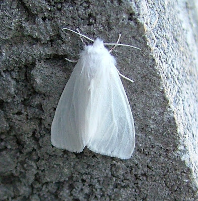 I finally got a decent photo of this moth this morning.