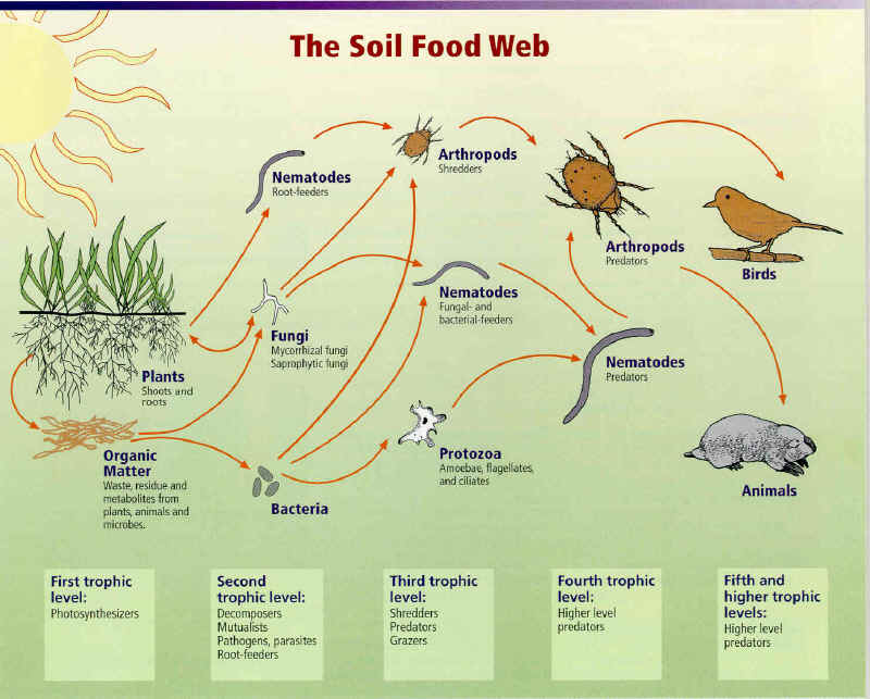 forest food web diagram