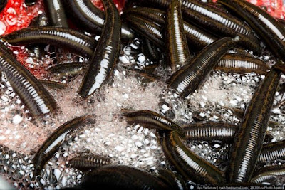 leech_farm_00.jpg