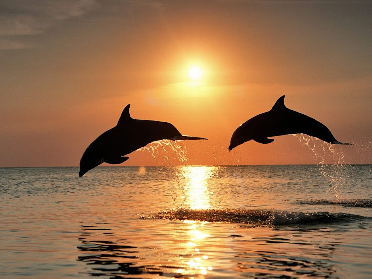 Hermosa vista de delfines al atarceder