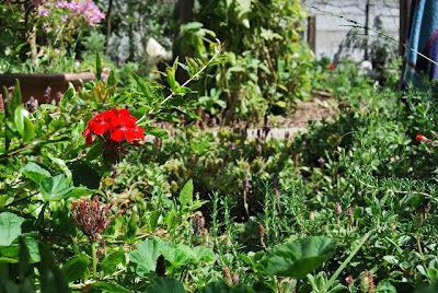 happy plants