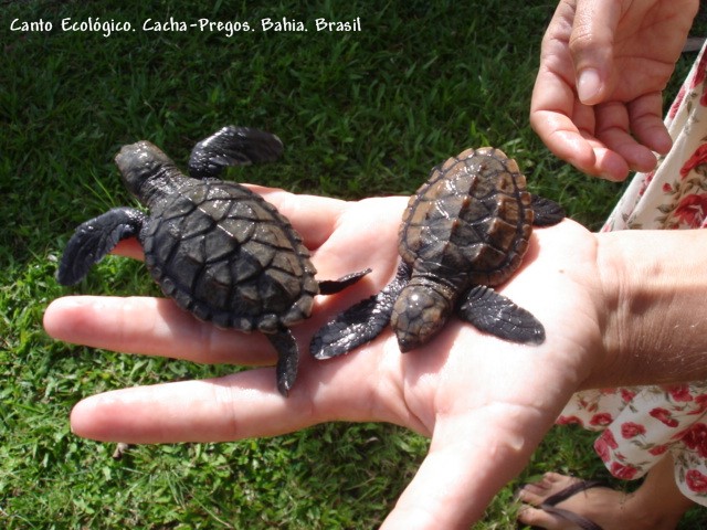 baby sea turtles ....