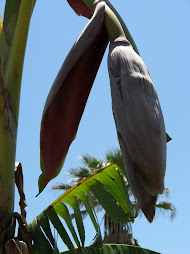 Our first banana bloom on our trees