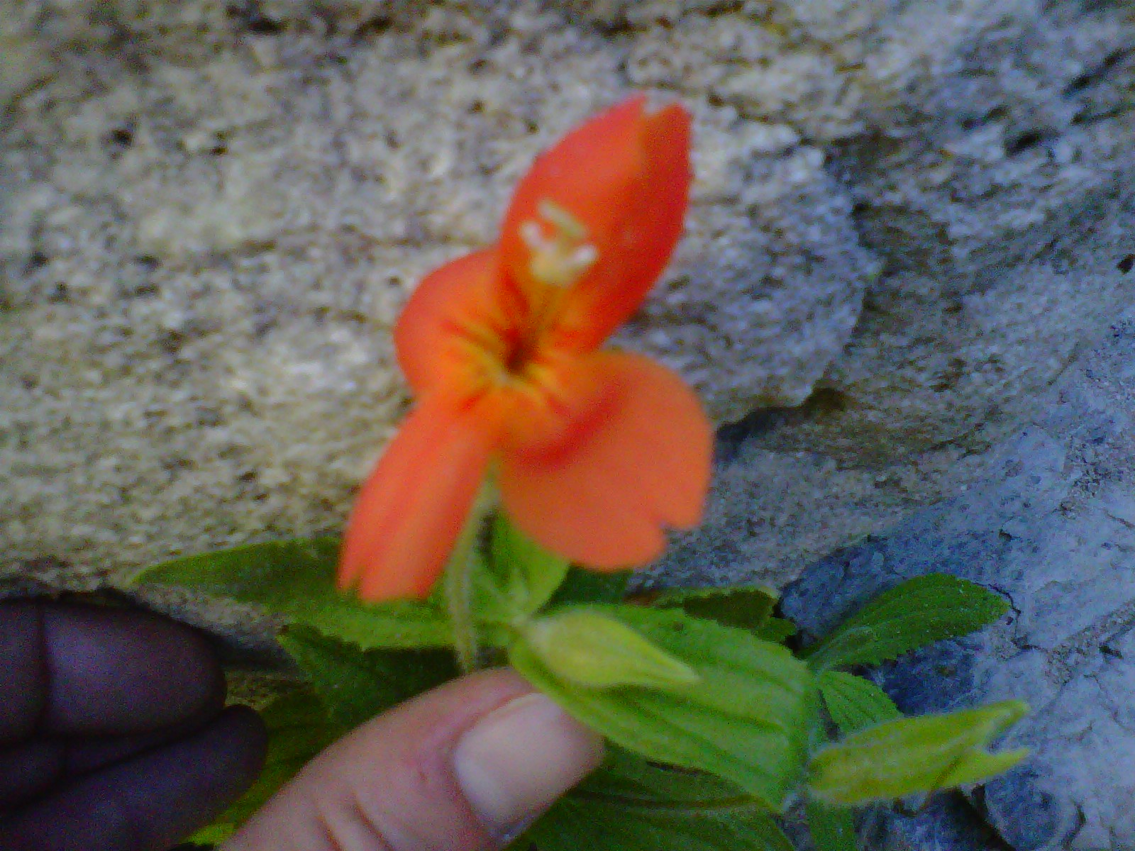 ventura valhalla Punch Bowls