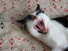 Iris' cat is yawning. Iriksen kissa haukottelee.
