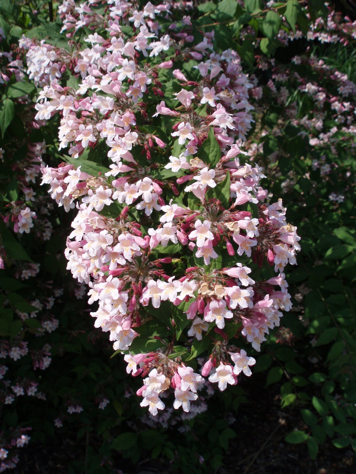 [Kolklwitzia+closeup.jpg]