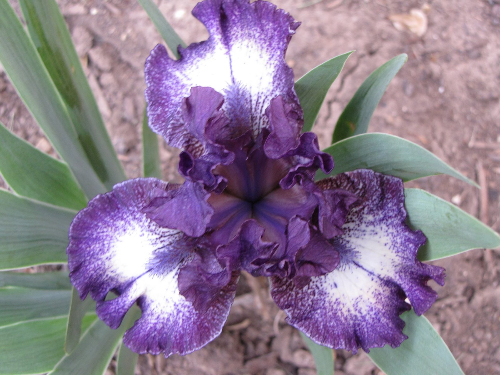 [MORNINGSTAR+BLUES.jpg]