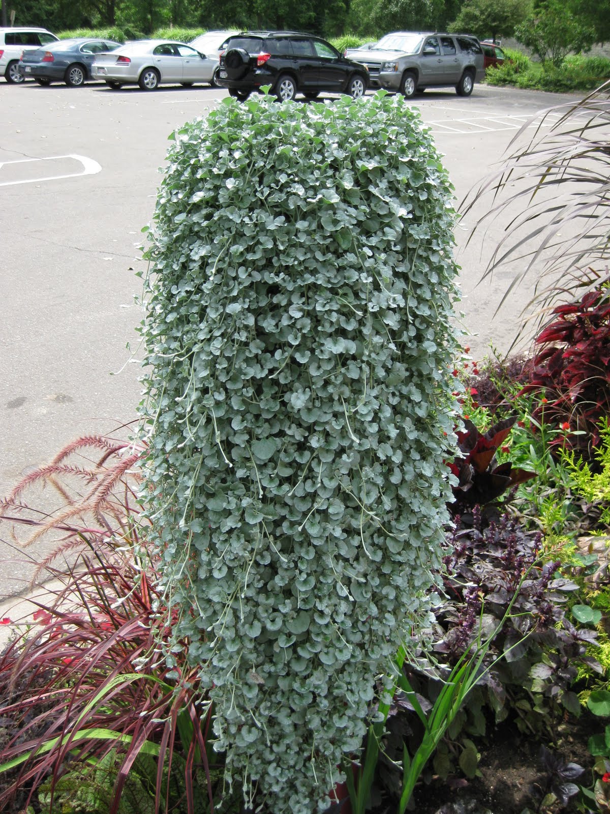 дихондра изумрудный водопад.