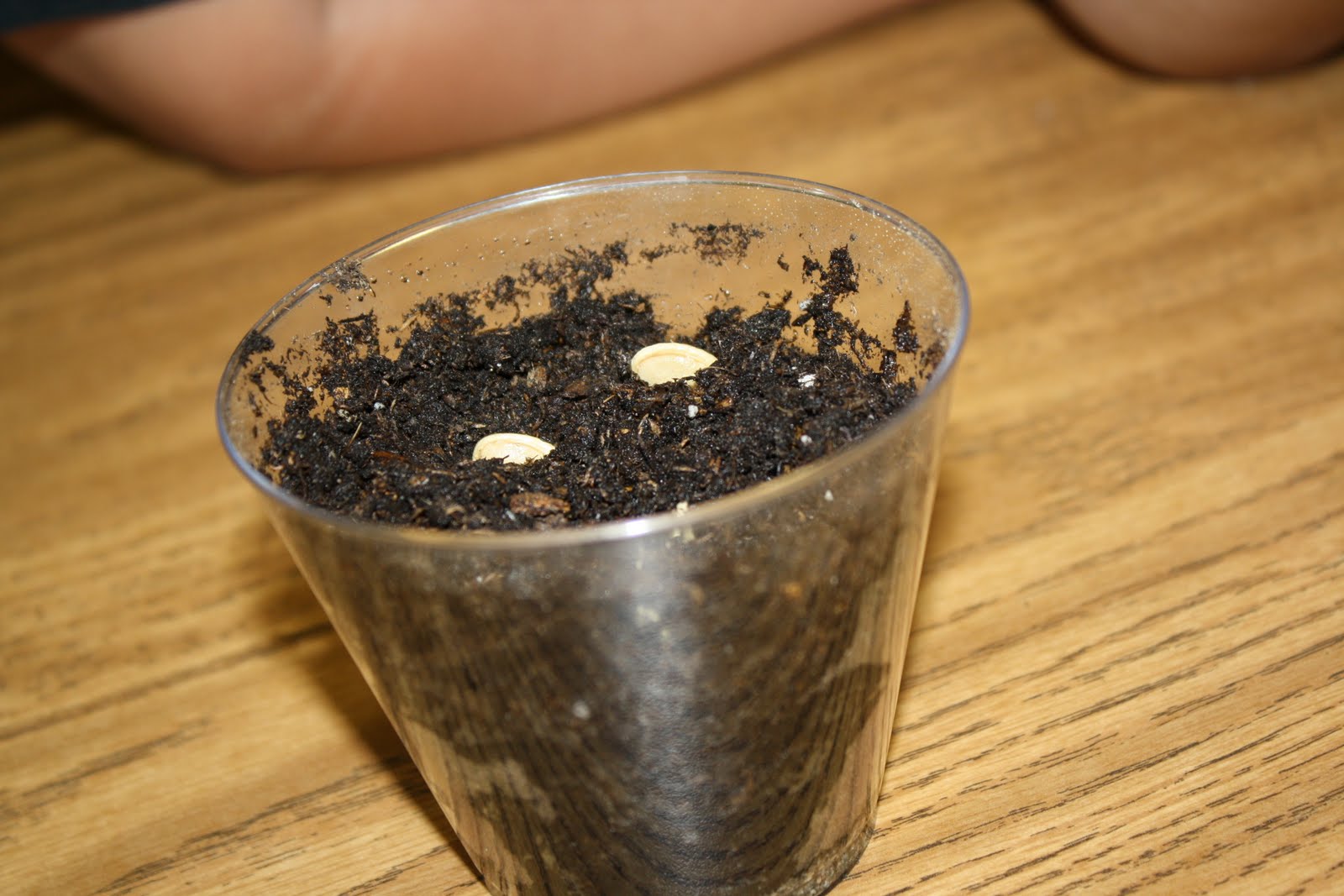 Mrs. Acosta's Kindergarten Class Planting Pumpkin Seeds